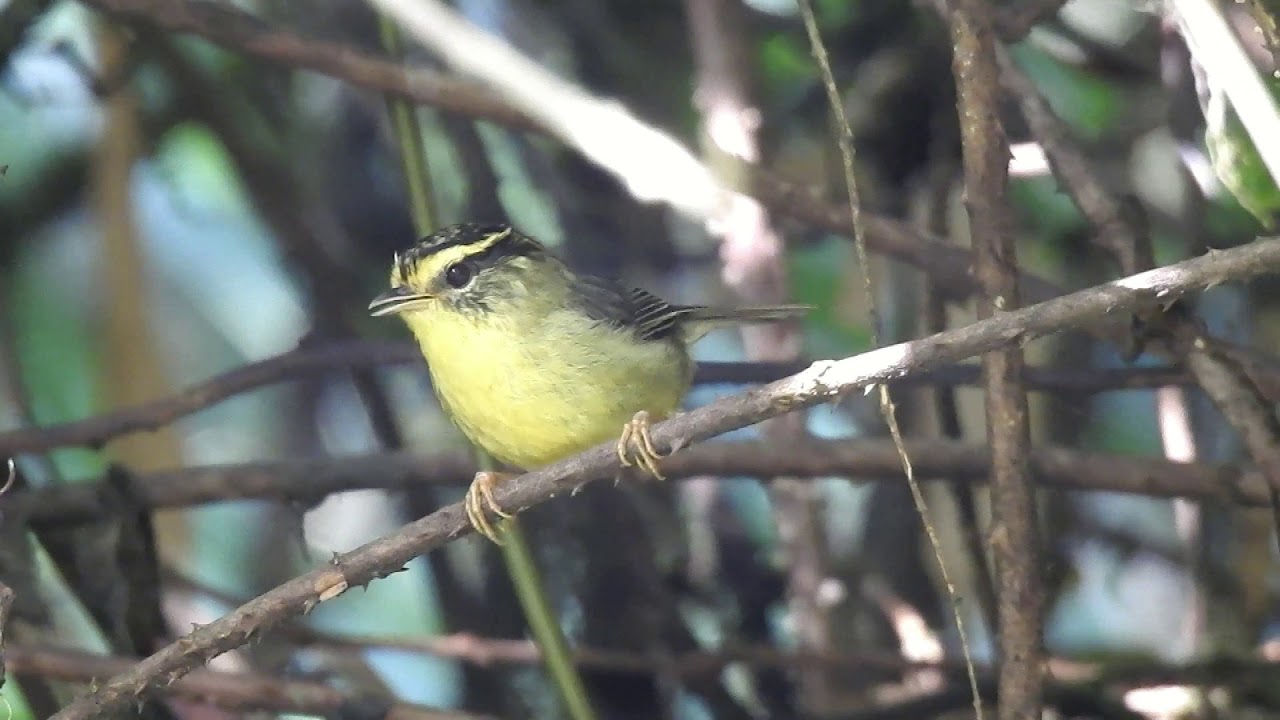 Yellow- throated Fulvetta (Alcippe cinerea)- Calling