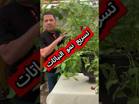 تقليم وتربية نباتات الفلفل لتسريع نمو الفروع وزيادة التزهير وتسريع نمو ثمار الفلفل وحماية الفلفل 