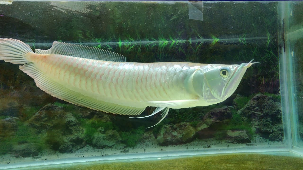 Silver Arowana Big