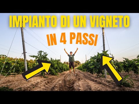 Video: Vigneto