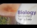 BIOLOGY | Form Two | Chapter 2 | Lesson 3| Vascular and non vascular plants | Ustad Abdi Yusuf