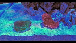 Adding Frags To Your Reef Tank
