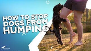 How To Stop Dogs From Humping?