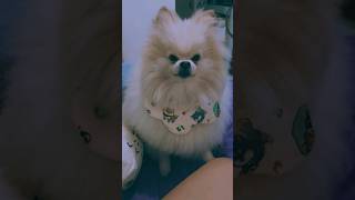Apple pie #fido #cute #furrbabies #funnyanimal #shortvideo