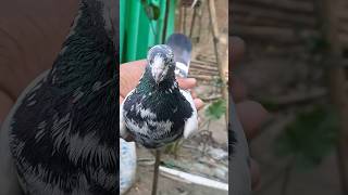 Dar lag raha hai shorts shortvideos youtubeshorts pigeon pigeonlover kabootar viral