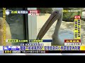 最新》鵜鶘不能被風雨吹！ 管理員急用小魚趕進室內防颱@newsebc