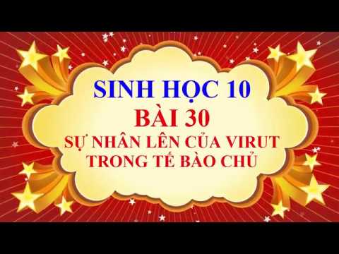 Sinh học 10 bài 30 | Sinh học lớp 10 – Bài 30 – Sự nhân lên của virut trong tế bào chủ