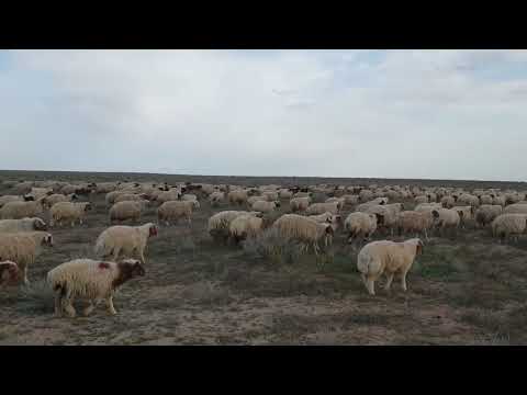 ربيع العراق غنم الوزات