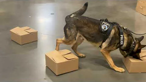 Detection Dog Training To Keep Drugs Off Streets