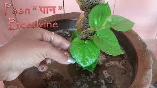 Easy planting method of Betel Vine in pot | पान के पौधे को सही तरीके से लगाने की विधि