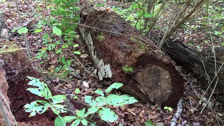 Hiking the Oakleaf Trail in Miami Whitewater Forest near Harrison, OH