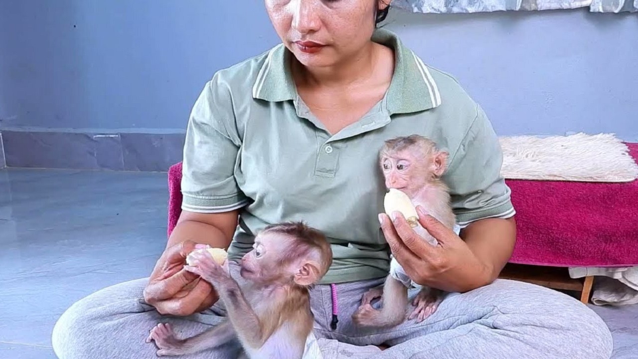 Bananas and apples for breakfast for both monkeys