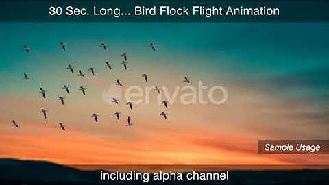 Bird Flock With Alpha Channel | Motion Graphics - Envato elements