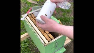 How To Sugar Shake Your Bees To Check For Varroa Mites In Victoria, Australia
