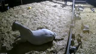 Sapphires Cctv Foal Story - Cannon Hall Farm
