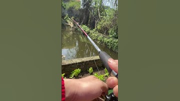 Câu cá lóc dài 1 mét mốt - T1 #đồngquê #fishing #câucá #mientay #thinhhanh #fish