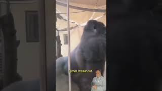 Gorila Pamer Bokong