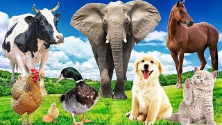 Wild Animal Sounds Horse Cow Duck Dog Hen Cat Elephant  Animal Moments