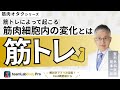 【筋トレ】筋トレによって起こる、筋肉細胞内の変化を解説します!