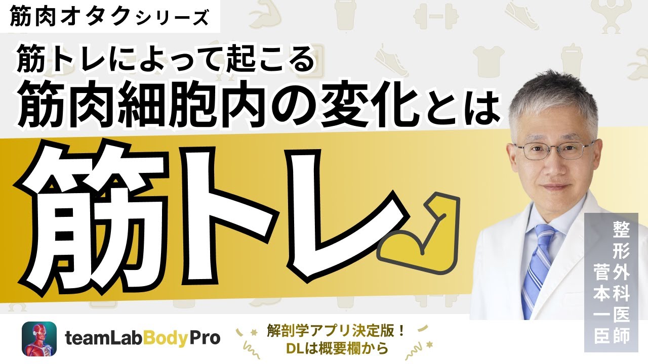 【筋トレ】筋トレによって起こる、筋肉細胞内の変化を解説します！