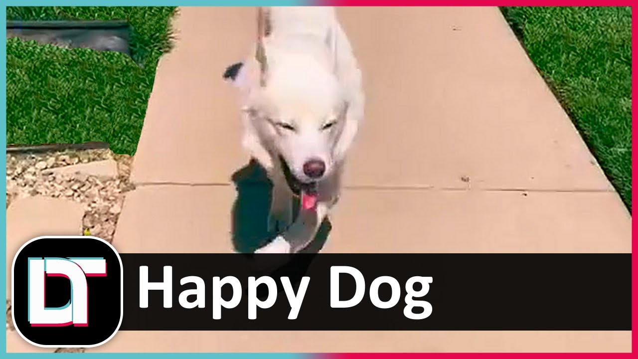 Happy Dog Song Tik Tok Shorts Youtube