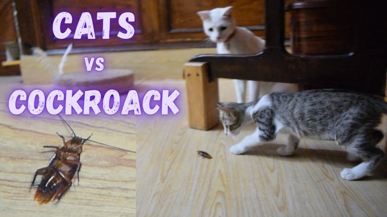 Cats vs Cockroach | Cat Best Game | How to Get Rid off Cockroaches # ...