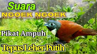 Suara Pikat Burung Tepus Leher Putih Ngoek Ngoek