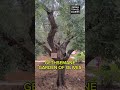 Gethsemane - The garden of Jesus sufferings