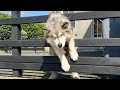 The Great Escape! Husky Learns How To Get Out!!