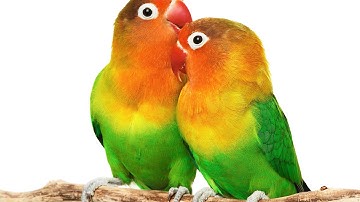 TPM Tamil Song No. 486 - En Jeevanam En Yesuve....