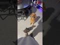 10 week old Pudelpointer puppy shows off some new tricks! #puppyvideos #puppy #puppytraining