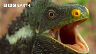 Earth's Most Unique Island Life | BBC Earth