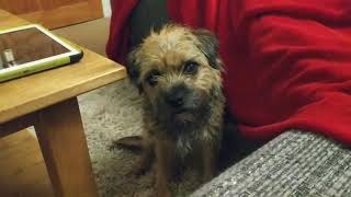 Border terrier Leeloo tries to tell us what she wants.