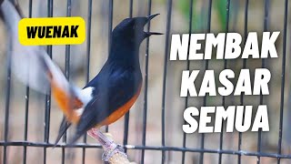 Download lagu MURAI BATU GACOR FULL ISIAN TEMBAKAN KASAR MEWAH DOMINAN TEPUS KEPALA ABU