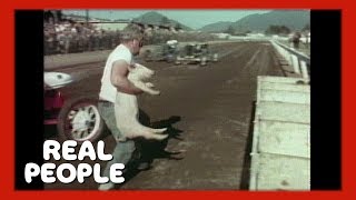 Ford Hog Race | Real People | George Schlatter @RealPeopleTV