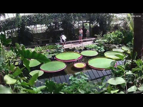 Timelapse shows growth of the world's biggest waterlily species