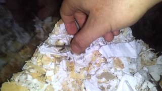 Two week old gerbils