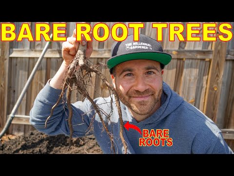 Video: Over het planten van Bareroot-bomen - Tips voor het planten van Bareroot