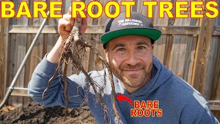 How To Plant BARE ROOT FRUIT TREES In Ground AND In Containers [COMPLETE GUIDE]