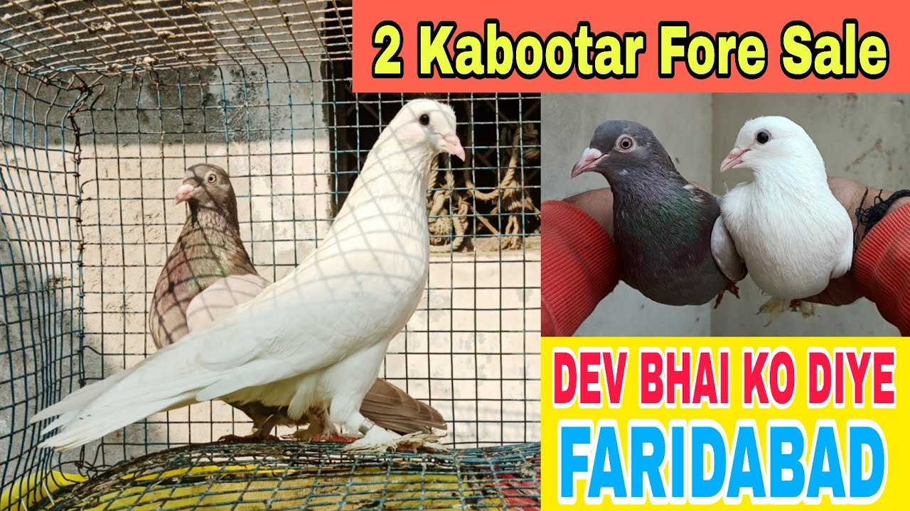 #foresale   Dev bhai ko diye 2 Kabootar @AkashDhoundiyal-u1b 