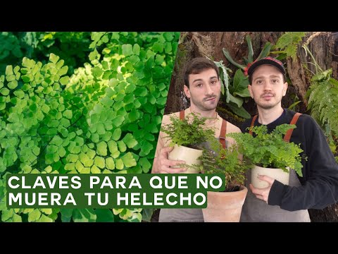 Video: ¿Cuándo regar el helecho culantrillo?