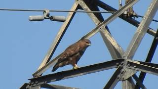 Common Buzzard (Buteo buteo) Feed the Birds UK 18 03 26