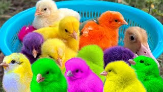Cute Chickens Colorful Chickens, Rainbows Chickens, Cute Duck ,Cats ,funny animal ,cute animals#29