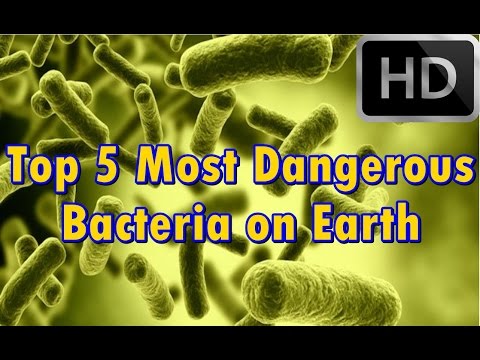 Top 5 Most Dangerous Bacteria on Earth