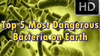 Top 5 Most Dangerous Bacteria on Earth