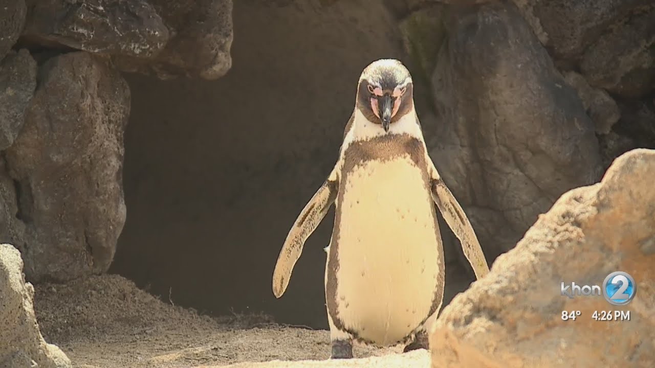 Sea Life Park hosting 3-day event to celebrate World Oceans Day