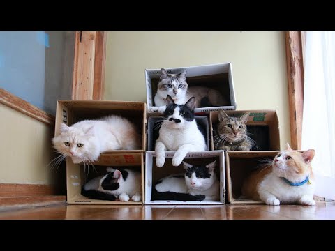 ダンボール猫マンション Box and cat　210712