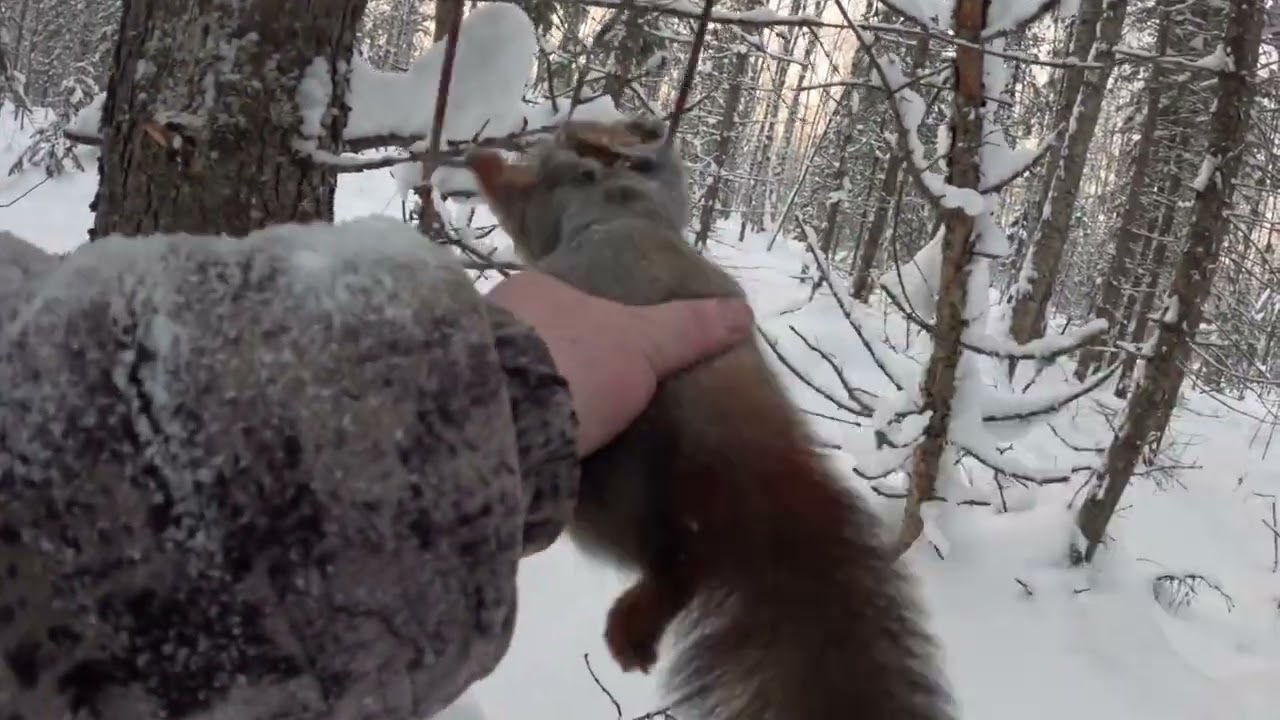 Проверка ловушек есть результат
