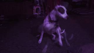 dog chases tail while idiots laugh until they wheeze in the background