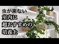 【観葉植物】虫が寄りつかない！おすすめ培養土と観葉植物の土の入れ替え